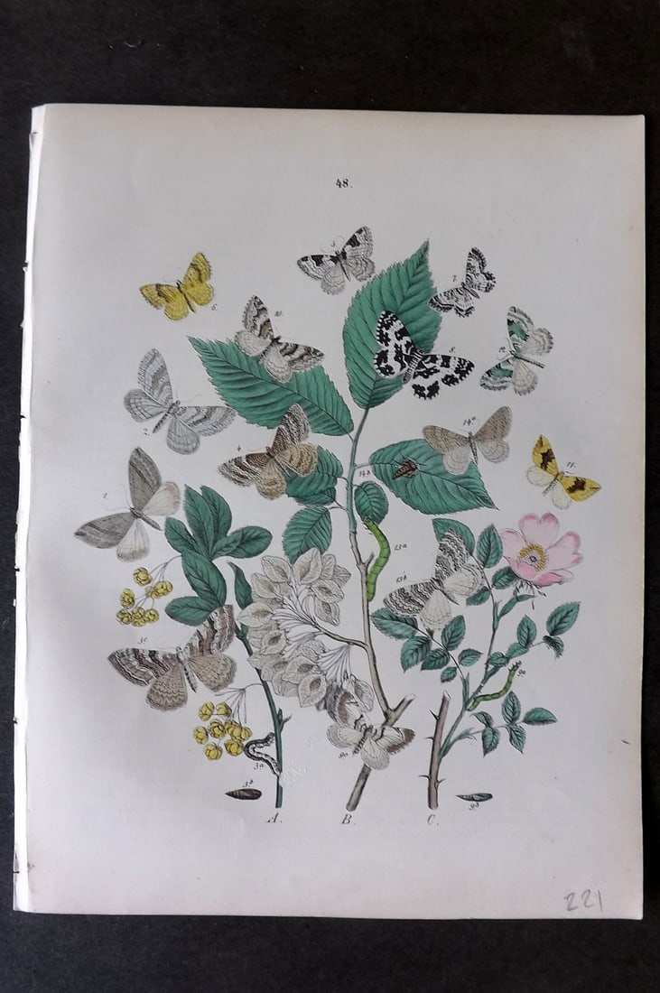 Kirby, William 1882 Hand Col Moth Print 48: Lithograph Published 1882, London for "European Butterflies and Moths" by W. F. Kirby. Printed in colours and finished by hand. Paper Size: 11 x 8.5 inch (28 x 22cm) Good Condition