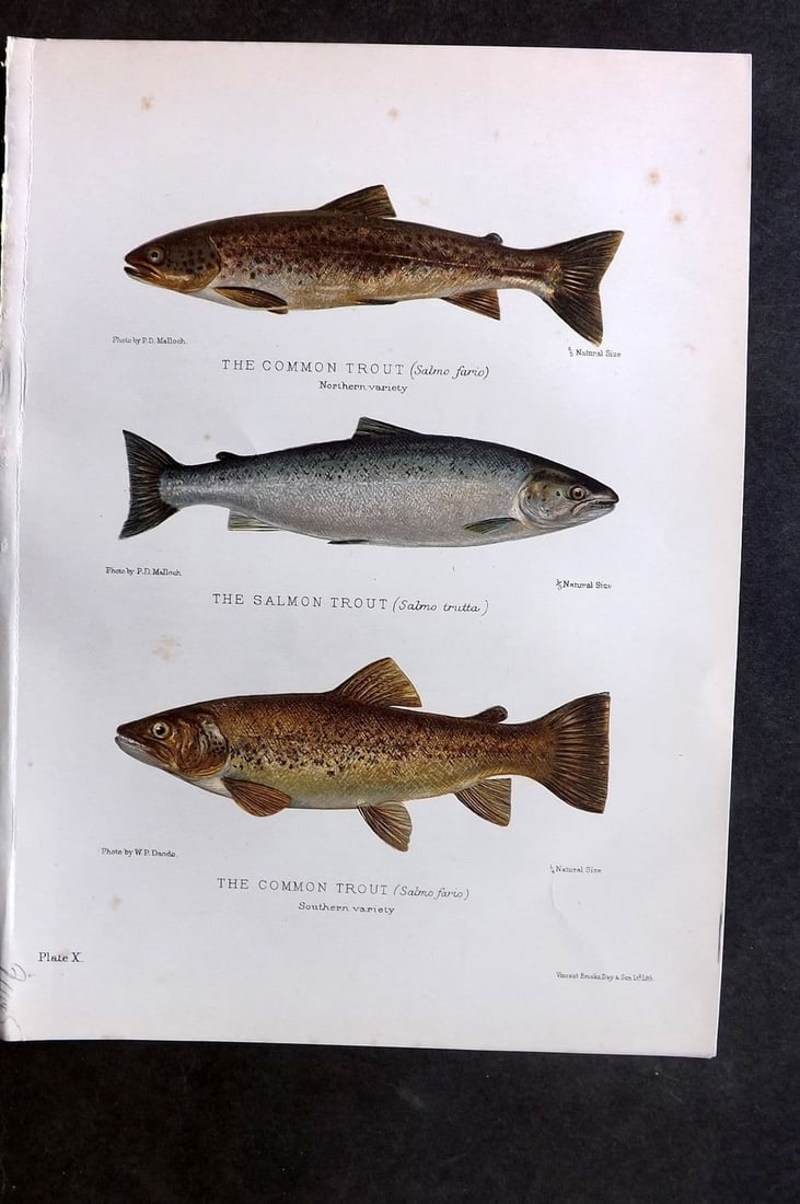 Maxwell, Herbert 1904 Antique Fish Print. Common & Salmon Trout 10 (1 of 1)