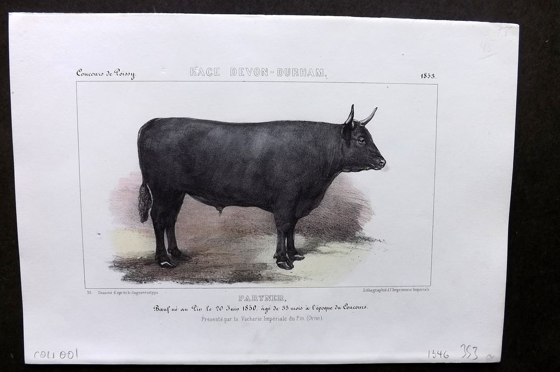 Ministere de l'Agriculture 1853 Hand Col Cattle Print. Devon-Durham - Partner (1 of 1)