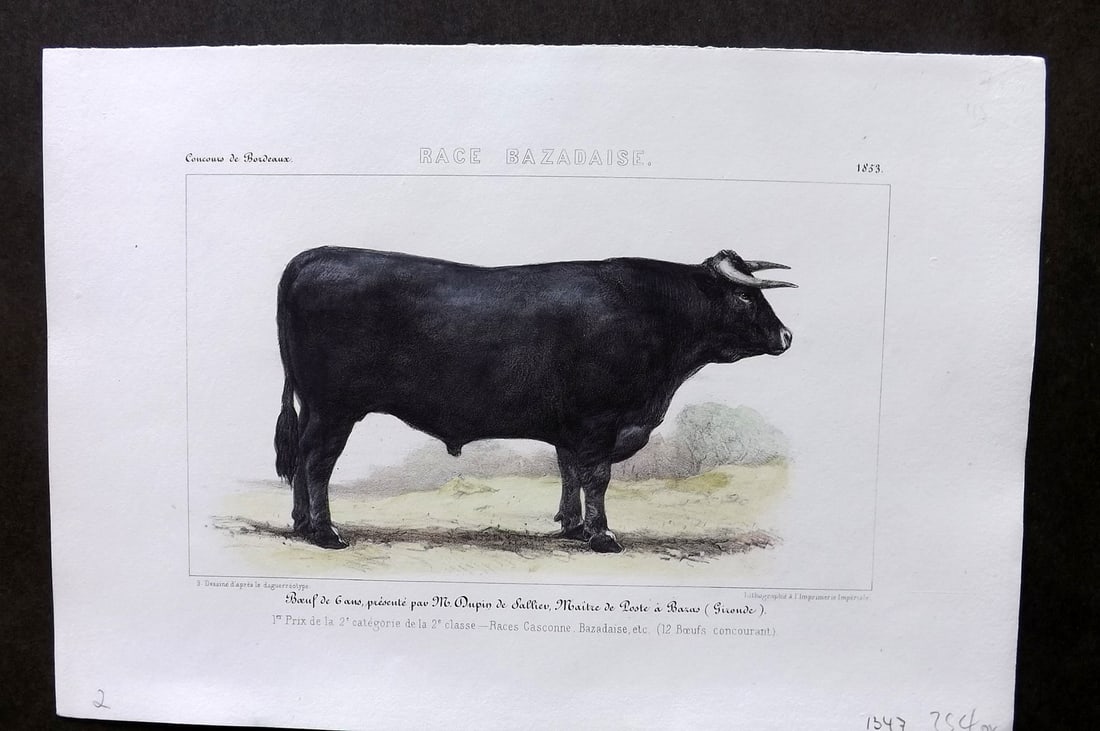 Ministere de l'Agriculture 1853 Hand Col Cattle Print. Bazadaise: Hand Colored Lithograph Published 1853, Paris for "Concours d'animaux de boucherie, en 1853, a Bordeaux, Nimes, Lyon, Lille, Nantes et Poissy" by The Ministere de l'Agriculture. Paper Size: 10 x 7 inc