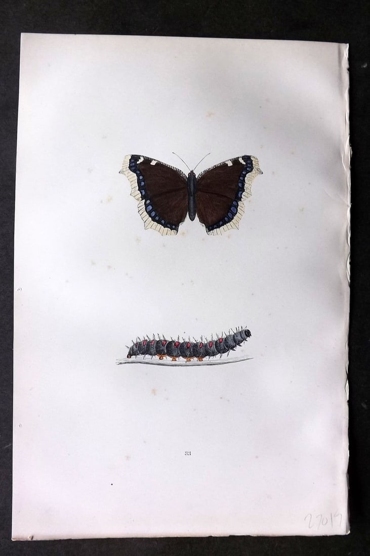 Morris, Francis 1893 Hand Col Butterfly Print. Camberwell Beauty 33 (1 of 1)