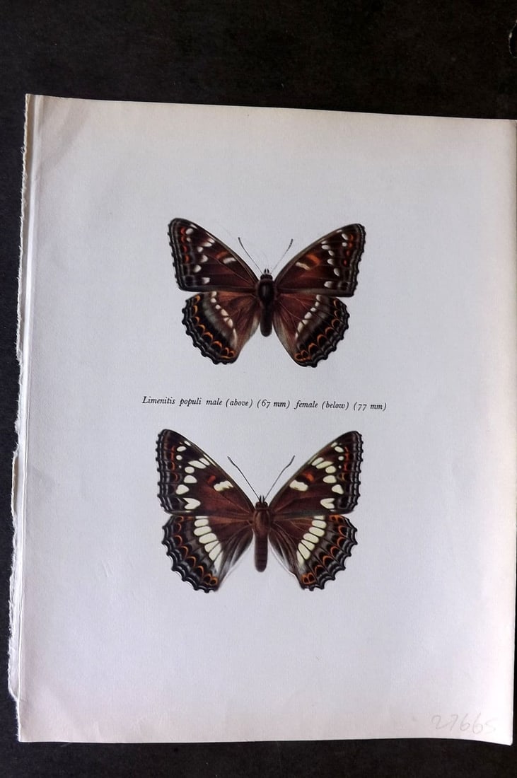 Prochazka, Frantisek 1963 Vintage Butterfly Print. Poplar White Admiral: Vintage Offset Lithograph Published 1963, London for "Beautiful Butterflies" by J. Moucha. Illustrated by Frantisek Prochazka. Descriptive text to verso, but this relates to the adjacent plate. On nic