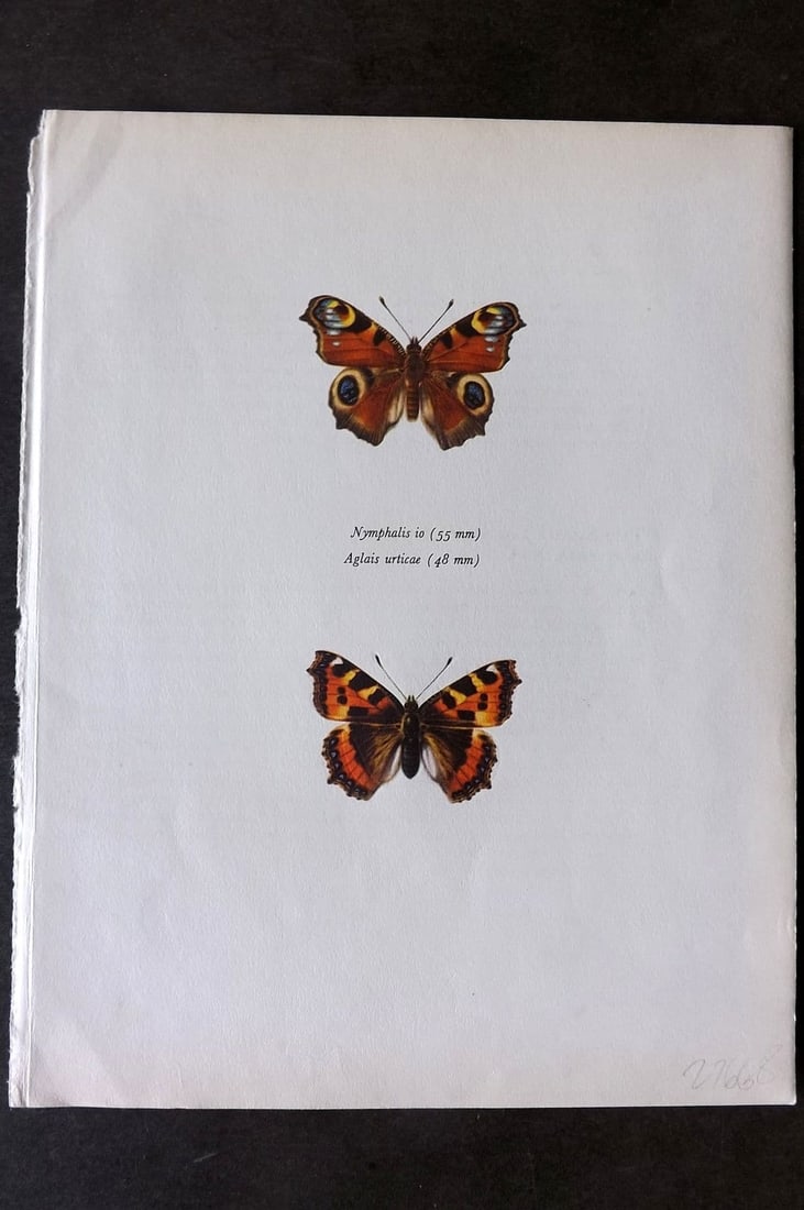 Prochazka, Frantisek 1963 Vintage Butterfly Print. Peacock, Small Tortoise-Shell: Vintage Offset Lithograph Published 1963, London for "Beautiful Butterflies" by J. Moucha. Illustrated by Frantisek Prochazka. Descriptive text to verso, but this relates to the adjacent plate. On nic