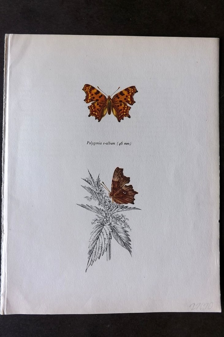 Prochazka, Frantisek 1963 Vintage Butterfly Print. The Comma: Vintage Offset Lithograph Published 1963, London for "Beautiful Butterflies" by J. Moucha. Illustrated by Frantisek Prochazka. Descriptive text to verso, but this relates to the adjacent plate. On nic