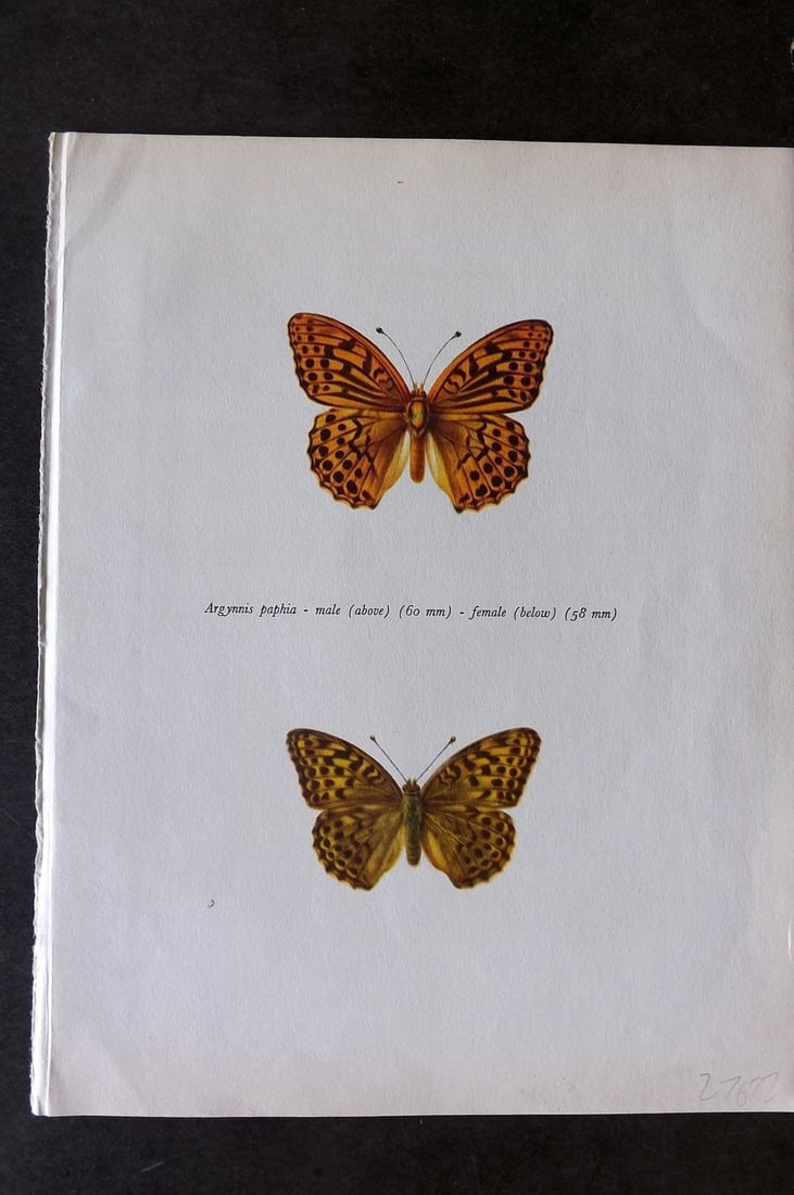 Prochazka, Frantisek 1963 Vintage Butterfly Print. Silver-Washed Fritillary: Vintage Offset Lithograph Published 1963, London for "Beautiful Butterflies" by J. Moucha. Illustrated by Frantisek Prochazka. Descriptive text to verso, but this relates to the adjacent plate. On nic