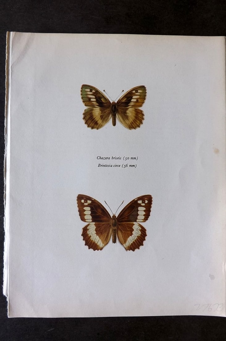 Prochazka, Frantisek 1963 Vintage Butterfly Print. Chazara Briseis Linne. Giant Tree Brown (1 of 1)