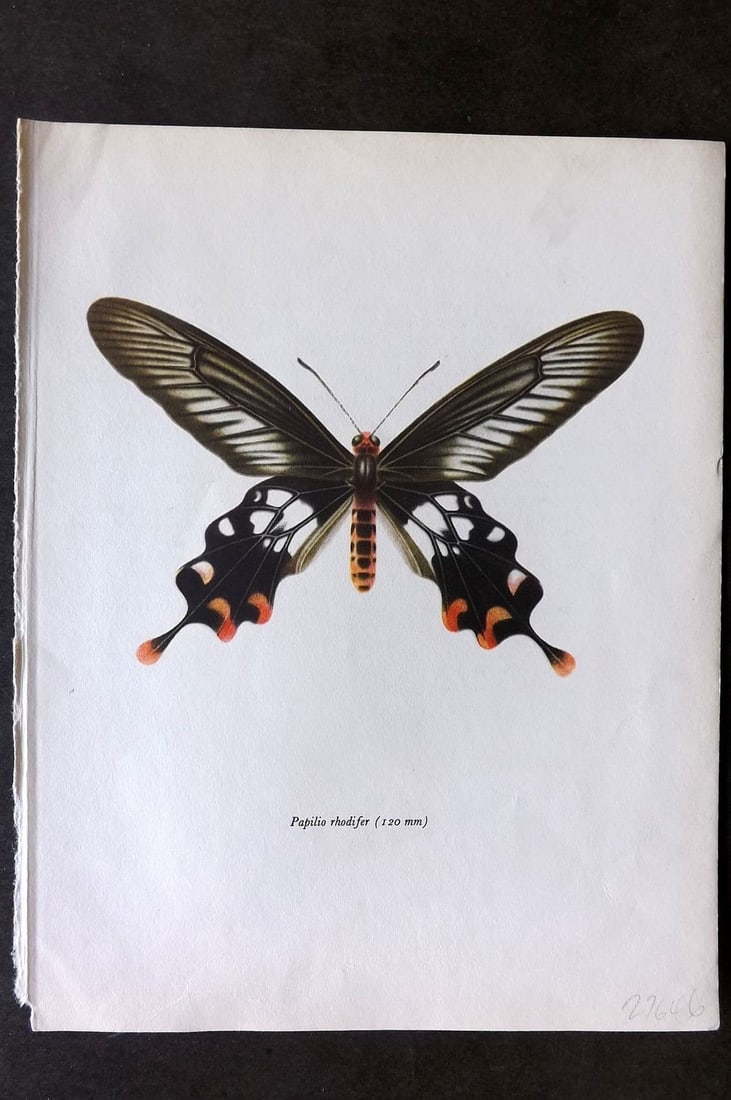 Prochazka, Frantisek 1963 Vintage Butterfly Print. Parides Rhodifer Butler (1 of 1)