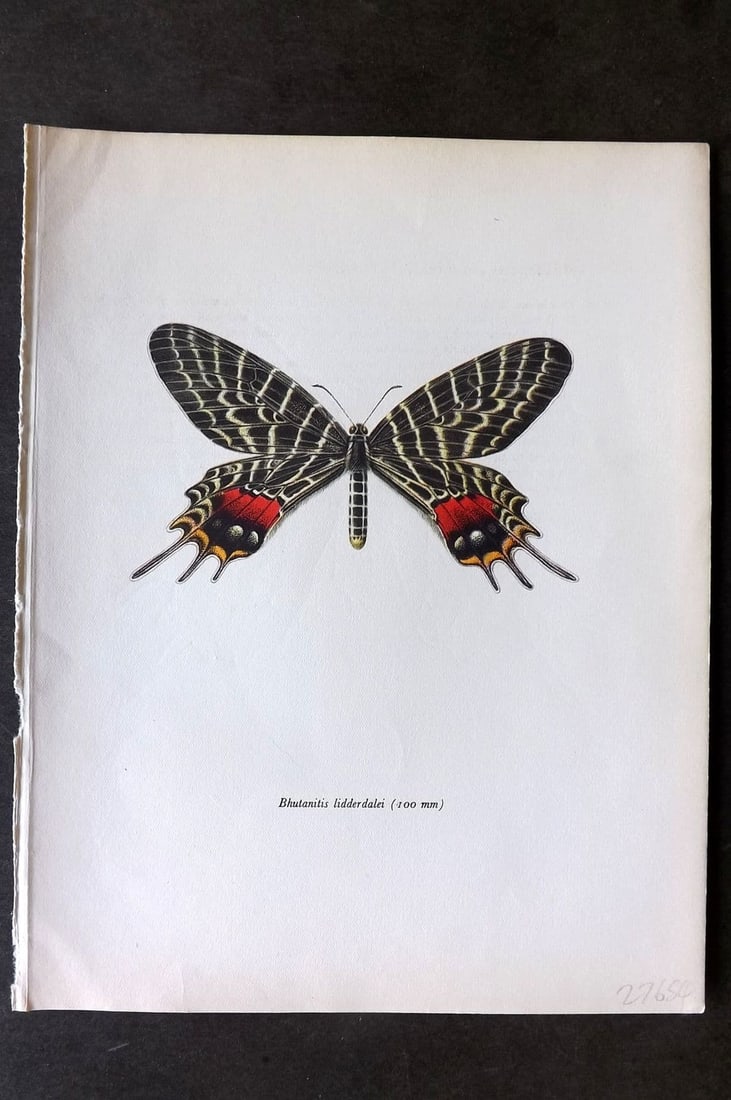 Prochazka, Frantisek 1963 Vintage Butterfly Print. Bhutan Glory: Vintage Offset Lithograph Published 1963, London for "Beautiful Butterflies" by J. Moucha. Illustrated by Frantisek Prochazka. Descriptive text to verso, but this relates to the adjacent plate. On nic