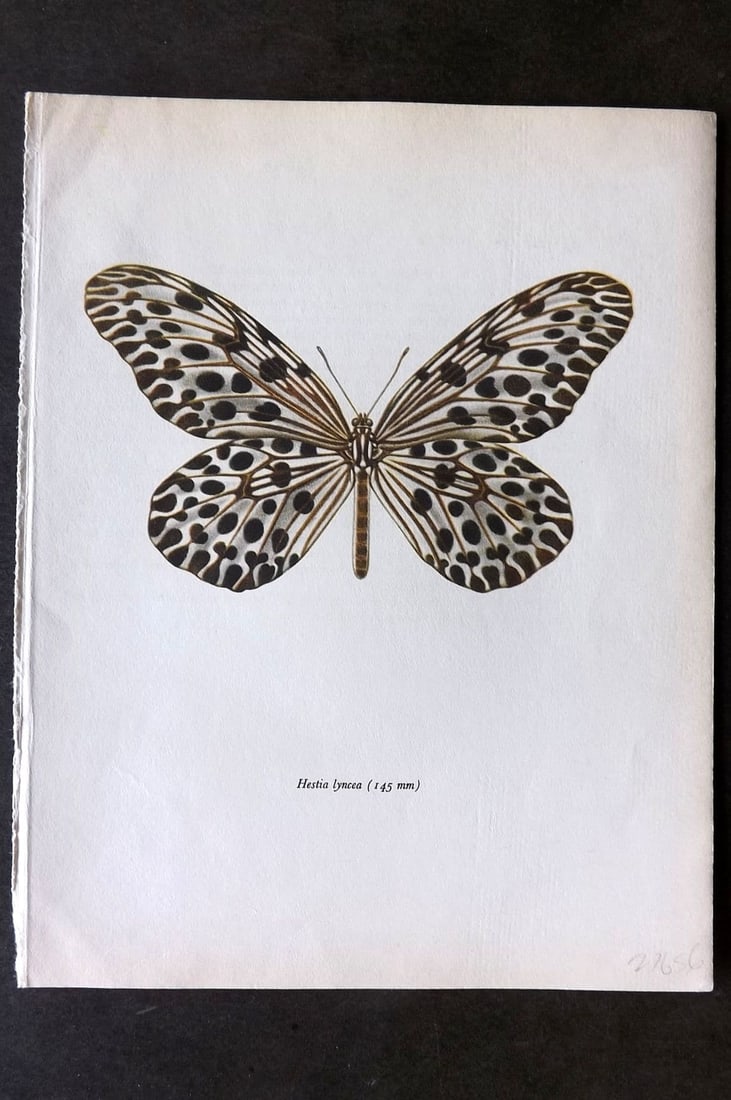 Prochazka, Frantisek 1963 Vintage Butterfly Print. The Tree Nymph: Vintage Offset Lithograph Published 1963, London for "Beautiful Butterflies" by J. Moucha. Illustrated by Frantisek Prochazka. Descriptive text to verso, but this relates to the adjacent plate. On nic