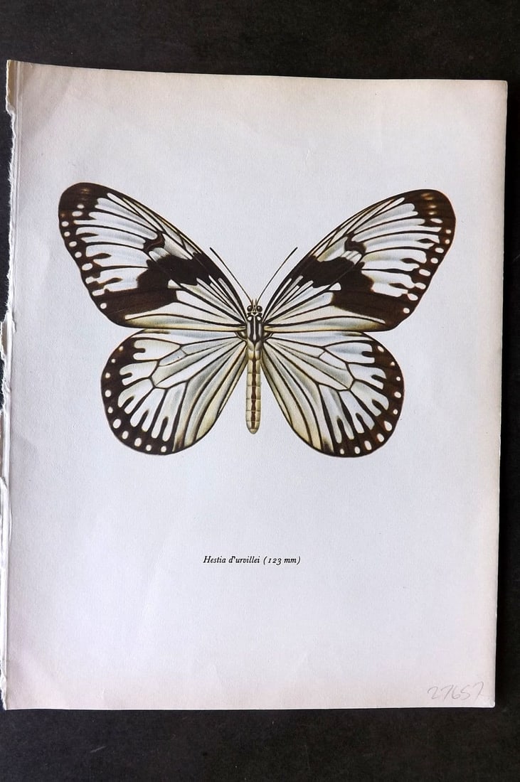 Prochazka, Frantisek 1963 Vintage Butterfly Print. Hestia durvillei Boisduval (1 of 1)