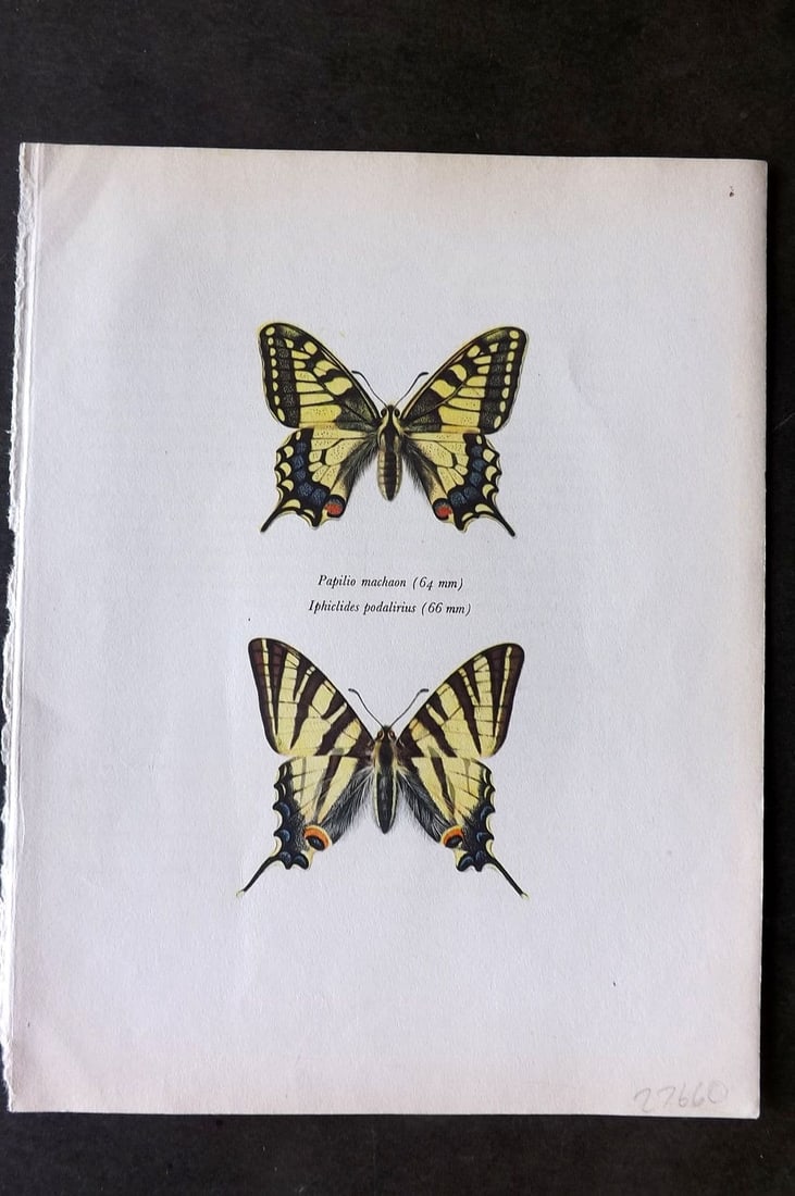 Prochazka, Frantisek 1963 Vintage Butterfly Print. Swallowtail and Scarce Swallowtail: Vintage Offset Lithograph Published 1963, London for "Beautiful Butterflies" by J. Moucha. Illustrated by Frantisek Prochazka. Descriptive text to verso, but this relates to the adjacent plate. On nic