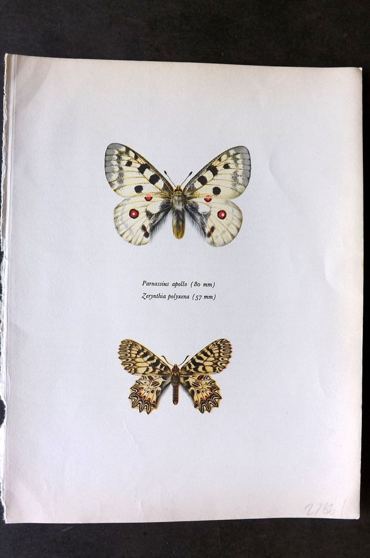 Prochazka, Frantisek 1963 Vintage Butterfly Print. Apollo and Small Thais: Vintage Offset Lithograph Published 1963, London for "Beautiful Butterflies" by J. Moucha. Illustrated by Frantisek Prochazka. Descriptive text to verso, but this relates to the adjacent plate. On nic