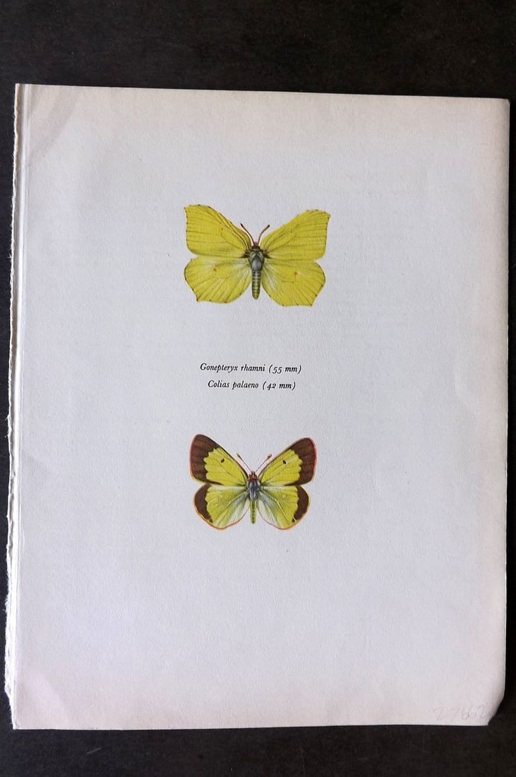Prochazka, Frantisek 1963 Vintage Butterfly Print. Brimstone & Alpine Clouded Yellow (1 of 1)