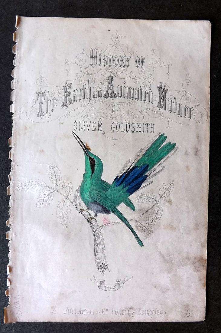 Goldsmith, Oliver C1850 Hand Col Bird Print. White Striped Hummingbird. Title Page: Antique Etching/Engraving Published C1850 by A. Fullarton & Co., London for "A History of the Earth and Animated Nature" by Oliver Goldsmith. Fine hand colour as issued. Paper Size: 10 x 6 inch (25 x 
