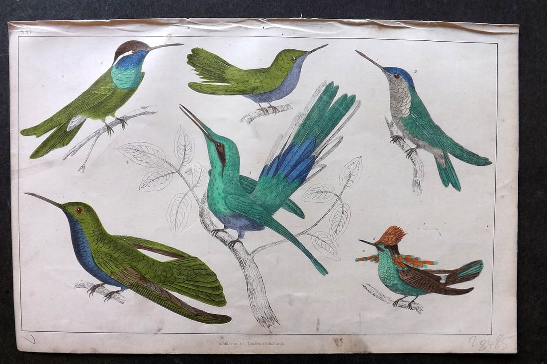 Goldsmith, Oliver C1850 Hand Col Bird Print. Hummingbirds 25: Antique Etching/Engraving Published C1850 by A. Fullarton & Co., London for "A History of the Earth and Animated Nature" by Oliver Goldsmith. Fine hand colour as issued. Paper Size: 10 x 6 inch (25 x 