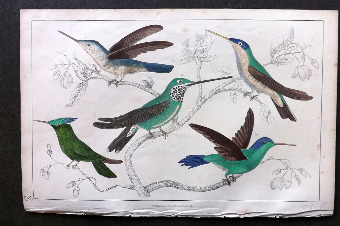 Goldsmith, Oliver C1850 Hand Col Bird Print. Hummingbirds 26 (1 of 1)