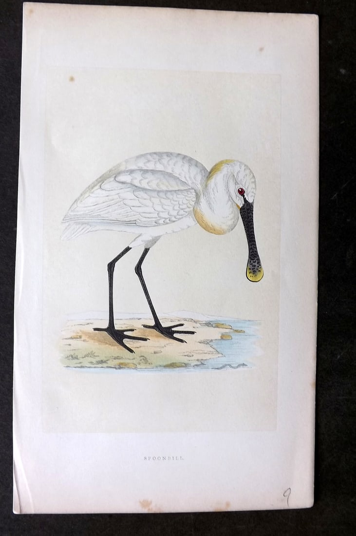 Morris, Francis 1864 Hand Col Bird Print. Spoonbill: Woodblock Published 1864, London for "A History of British Birds" First Edition by the Rev. Francis Orpen Morris. Paper Size: 10 x 6 inch (25 x 16cm) Minor background tone spots. Good Condition
