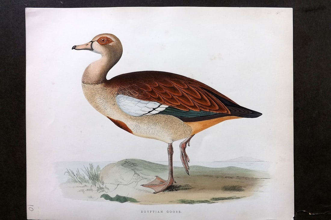 Morris, Beverley 1895 Folio Hand Col Bird Print. Egyptian Goose (1 of 1)