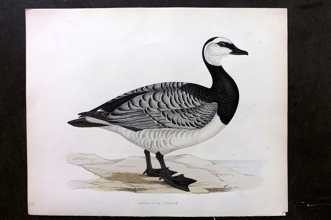 Morris, Beverley 1895 Folio Hand Col Bird Print. Bernicle Goose: Hand Colored Woodblocks Published 1895, London for "British Game Birds and Wildfowl" by Beverley Robinson Morris. Printed Benjamin Fawcett. Paper Size: 12 x 10 inch (31 x 25cm) Very minor background t