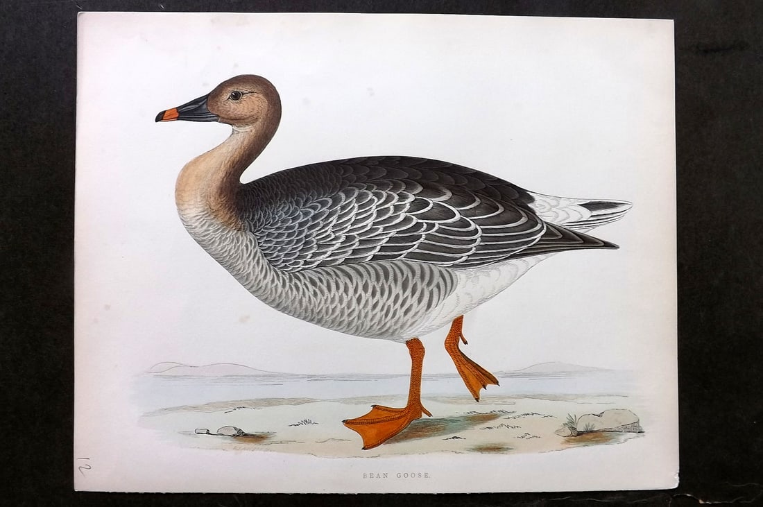 Morris, Beverley 1895 Folio Hand Col Bird Print. Bean Goose: Hand Colored Woodblocks Published 1895, London for "British Game Birds and Wildfowl" by Beverley Robinson Morris. Printed Benjamin Fawcett. Paper Size: 12 x 10 inch (31 x 25cm) Very minor background t
