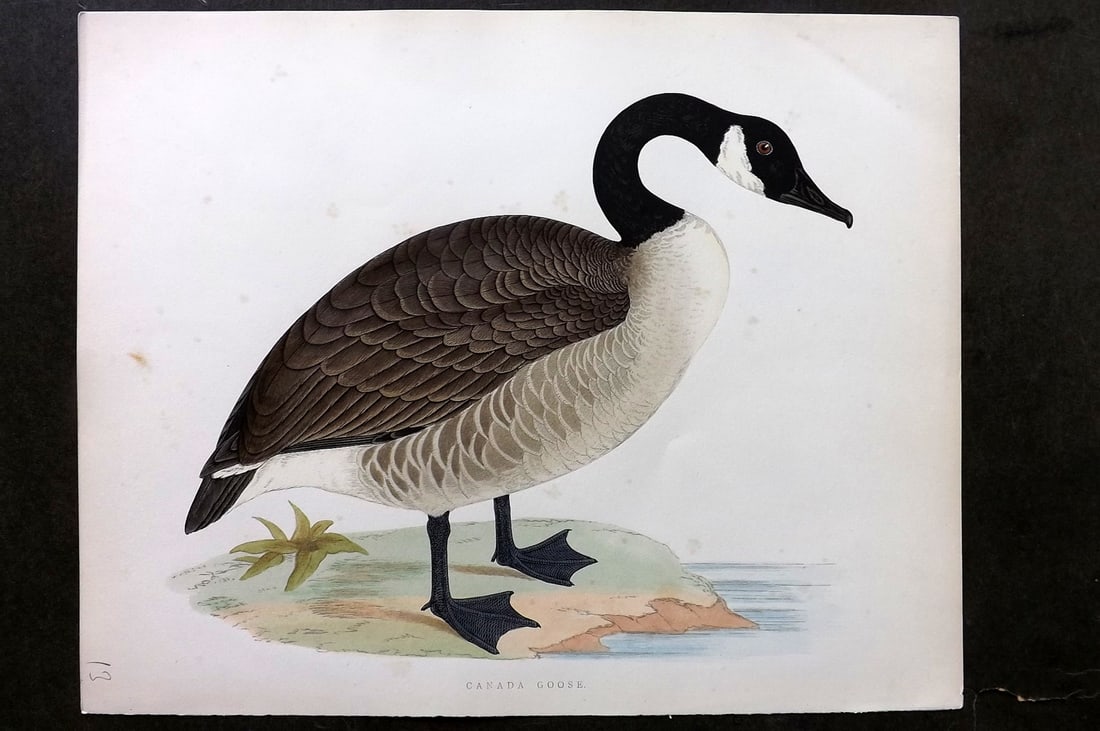 Morris, Beverley 1895 Folio Hand Col Bird Print. Canada Goose (1 of 1)