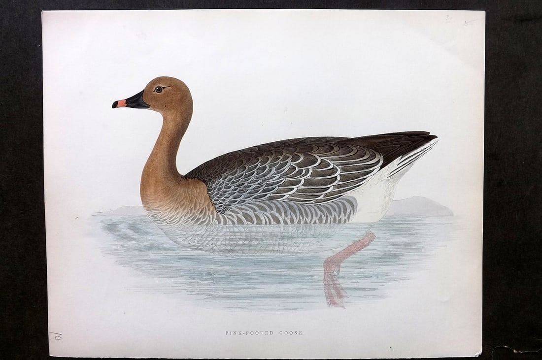 Morris, Beverley 1895 Folio Hand Col Bird Print. Pink Footed Goose (1 of 1)