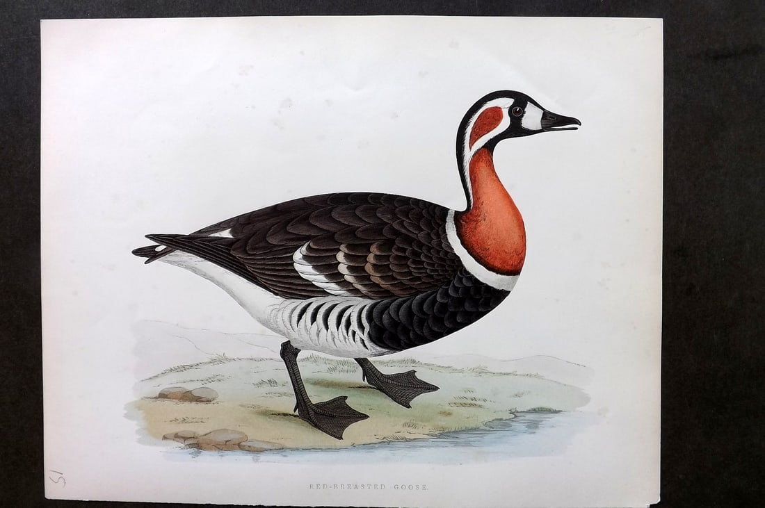 Morris, Beverley 1895 Folio Hand Col Bird Print. Red-Breasted Goose: Hand Colored Woodblocks Published 1895, London for "British Game Birds and Wildfowl" by Beverley Robinson Morris. Printed Benjamin Fawcett. Paper Size: 12 x 10 inch (31 x 25cm) Very minor background t