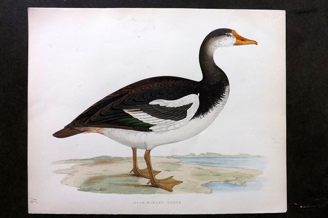 Morris, Beverley 1895 Folio Hand Col Bird Print. Spur-Winged Goose (1 of 1)