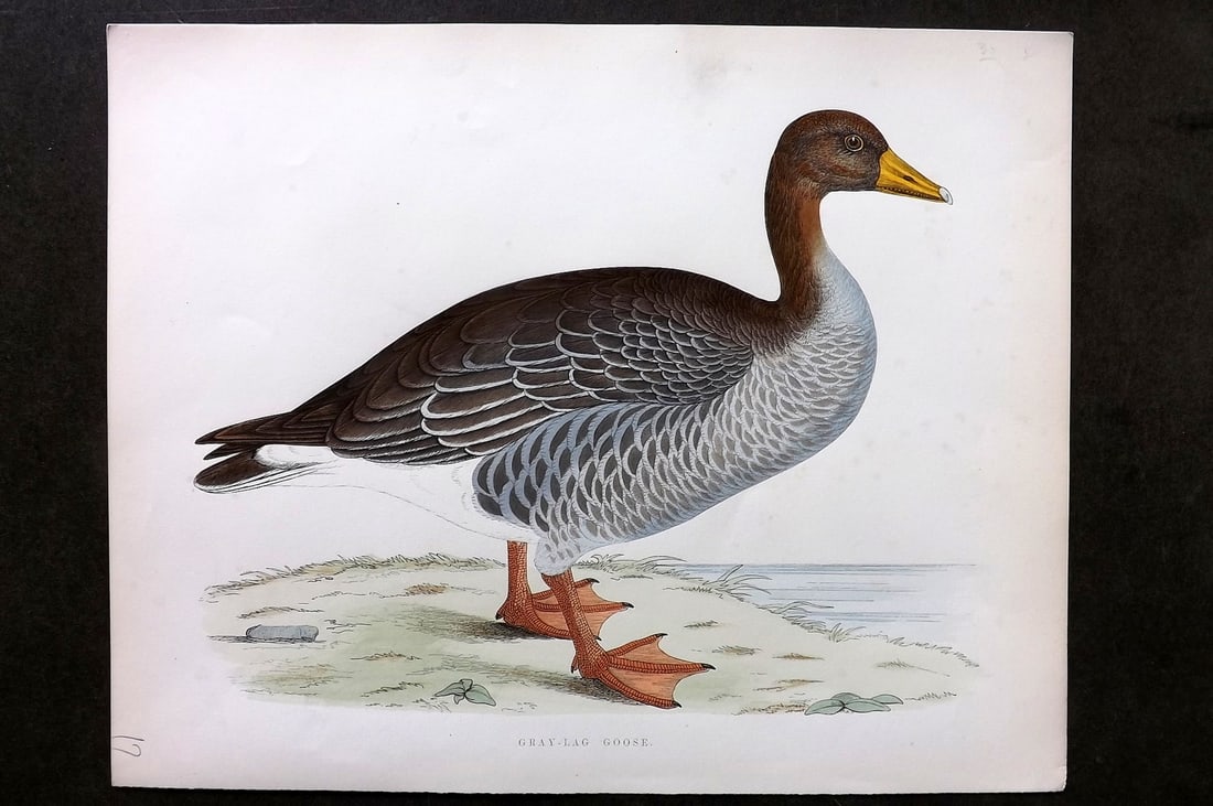 Morris, Beverley 1895 Folio Hand Col Bird Print. Gray-Lag Goose (1 of 1)