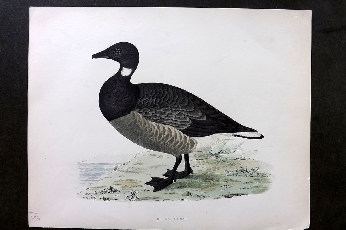 Morris, Beverley 1895 Folio Hand Col Bird Print. Brent Goose (1 of 1)