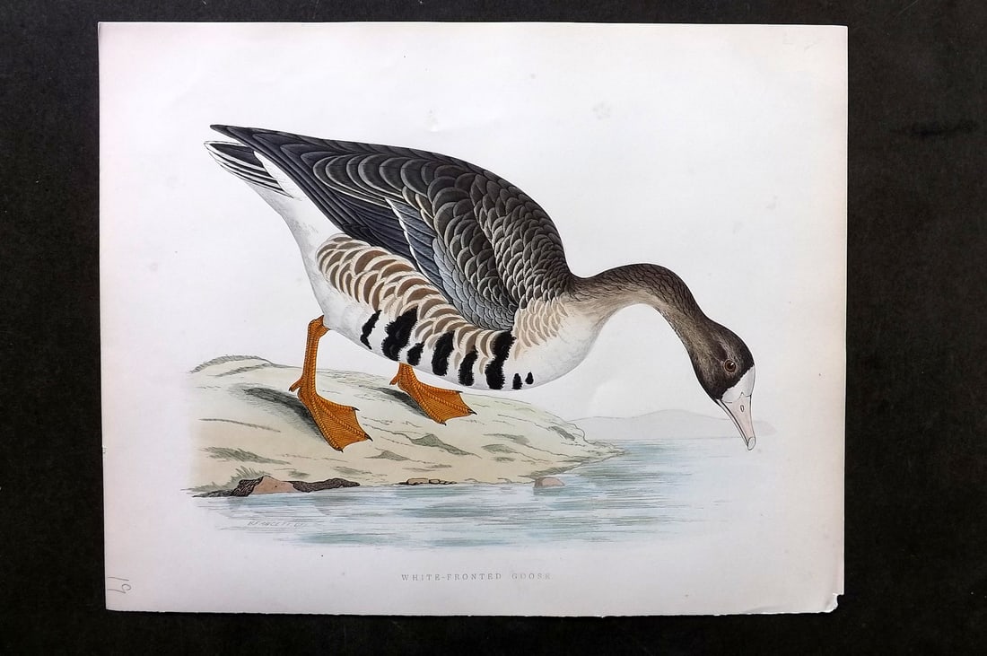 Morris, Beverley 1895 Folio Hand Col Bird Print. White Fronted Goose: Hand Colored Woodblocks Published 1895, London for "British Game Birds and Wildfowl" by Beverley Robinson Morris. Printed Benjamin Fawcett. Paper Size: 12 x 10 inch (31 x 25cm) Very minor background t