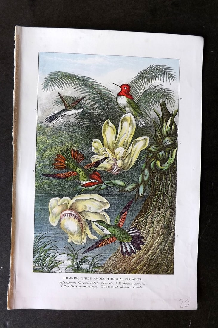 Pouchet, F. A. 1902 Bird Print. Hummingbirds among Tropical Flowers (1 of 1)