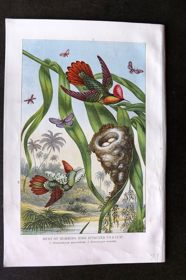 Pouchet, F. A. 1902 Bird Print. Nest of Hummingbird Attached to a Leaf (1 of 1)