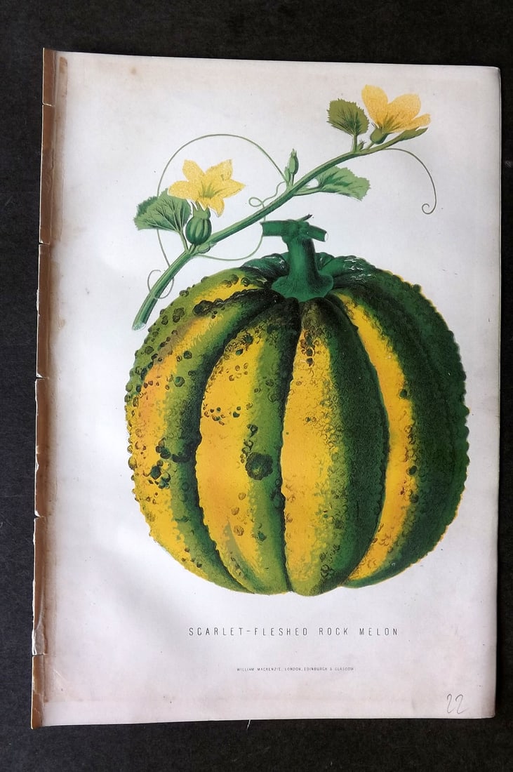 Anderson, James 1874 Fruit Print. Scarlet-Fleshed Rock Melon (1 of 1)