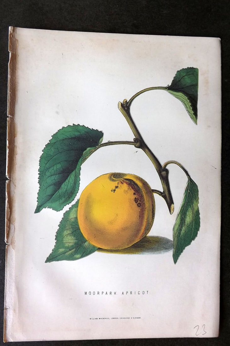 Anderson, James 1874 Fruit Print. Moorpark Apricot (1 of 1)