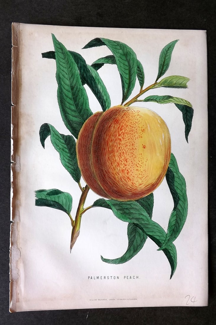 Anderson, James 1874 Fruit Print. Palmerson Peach (1 of 1)