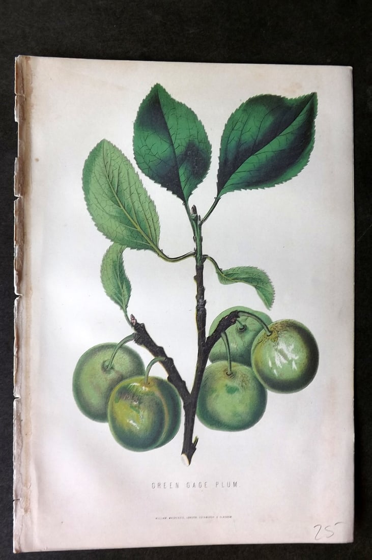 Anderson, James 1874 Fruit Print. Green Gage Plum (1 of 1)