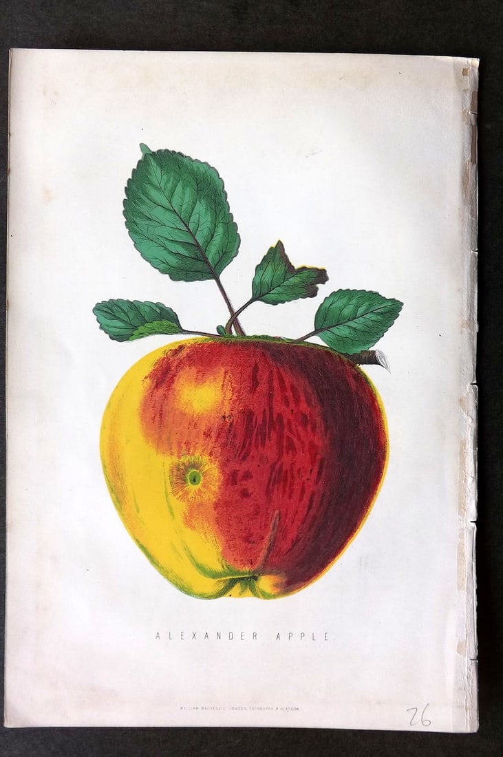 Anderson, James 1874 Fruit Print. Alexander Apple (1 of 1)