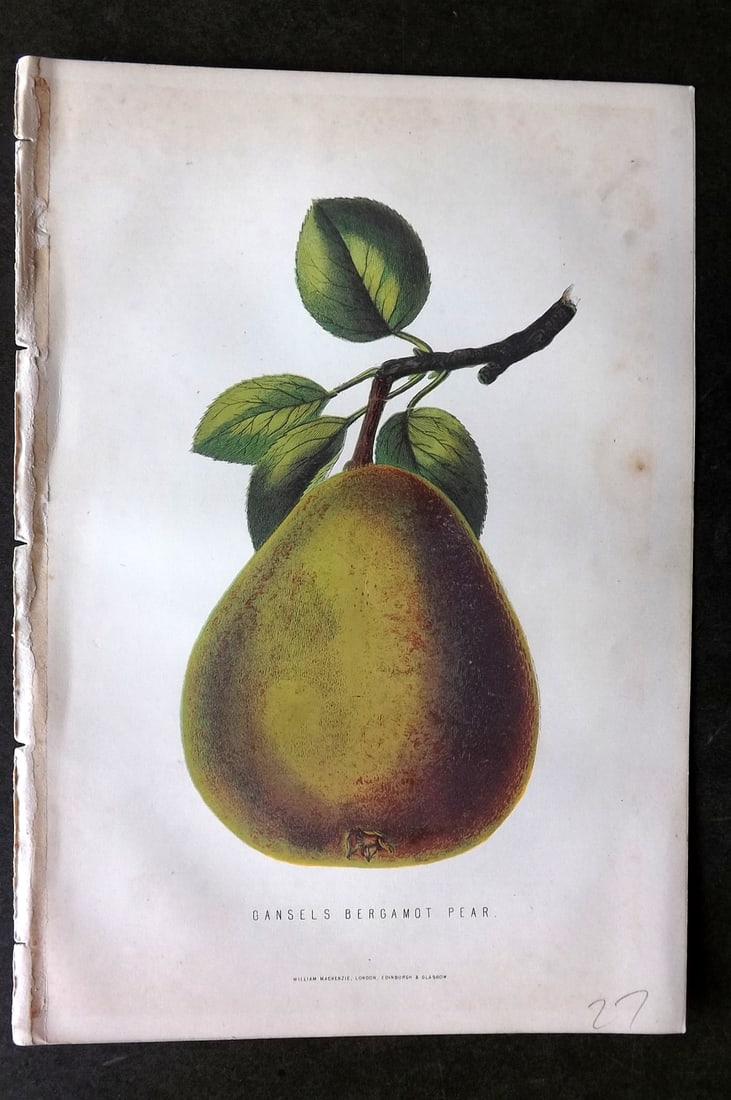 Anderson, James 1874 Fruit Print. Gansel's Bergamot Pear (1 of 1)