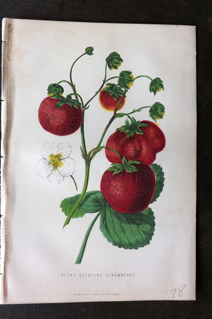Anderson, James 1874 Fruit Print. Keen's Seedling Strawberry: Woodblock Published 1874, London for "The New Practical Gardener, and Modern Horticulturist" by James Anderson. Printed in colours and finished by hand. Paper Size: 9.5 x 6.5 inch (24 x 16.5cm) Very m