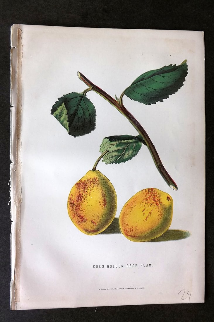 Anderson, James 1874 Fruit Print. Coes Golden Drop Plum (1 of 1)