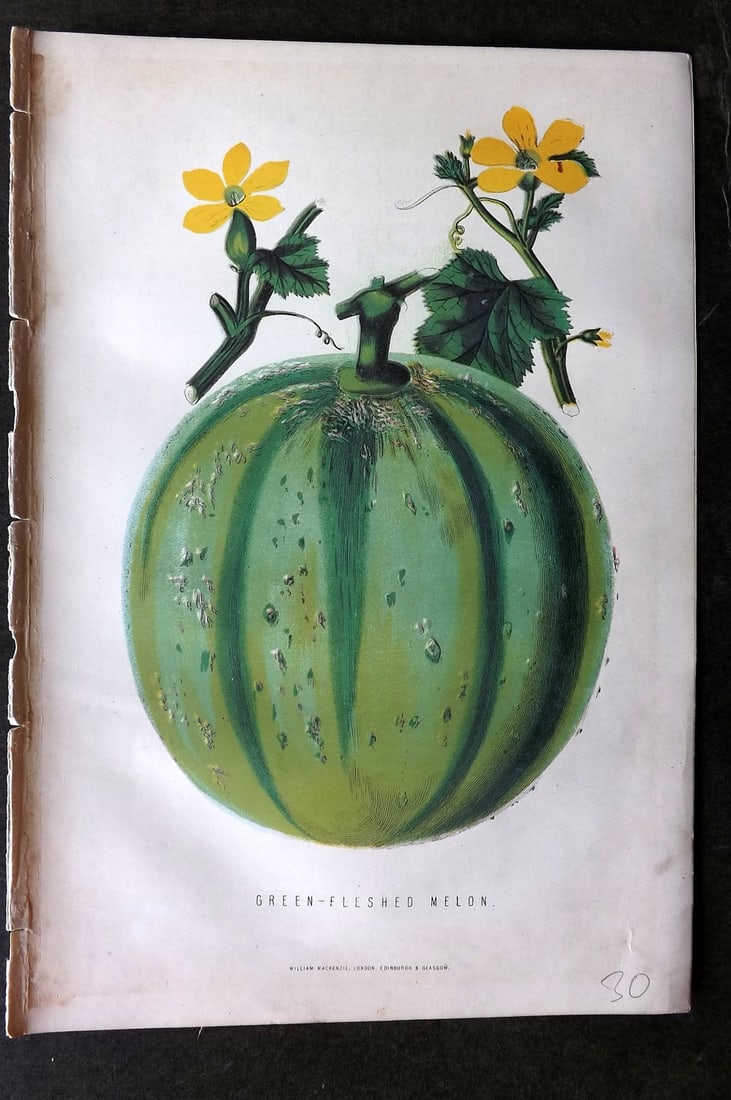 Anderson, James 1874 Fruit Print. Green Fleshed Melon: Woodblock Published 1874, London for "The New Practical Gardener, and Modern Horticulturist" by James Anderson. Printed in colours and finished by hand. Paper Size: 9.5 x 6.5 inch (24 x 16.5cm) Good C