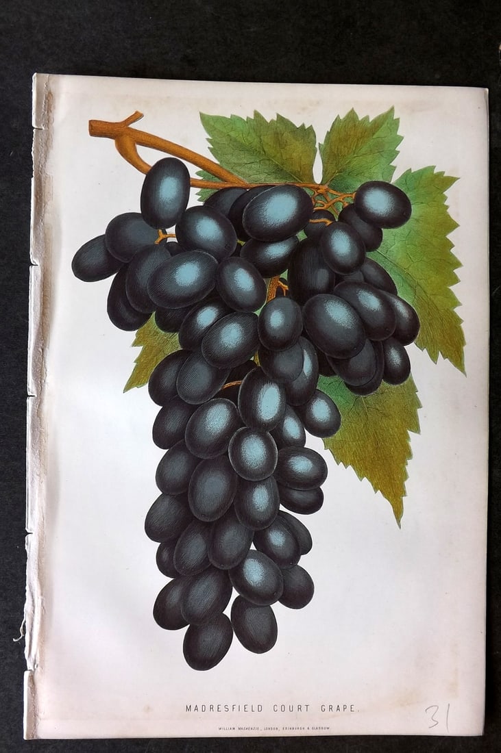 Anderson, James 1874 Fruit Print. Madresfield Court Grape (1 of 1)
