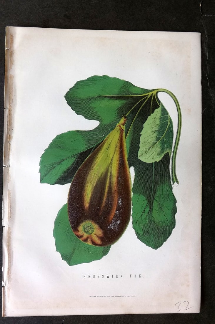 Anderson, James 1874 Fruit Print. Brunswick Fig: Woodblock Published 1874, London for "The New Practical Gardener, and Modern Horticulturist" by James Anderson. Printed in colours and finished by hand. Paper Size: 9.5 x 6.5 inch (24 x 16.5cm) Very m