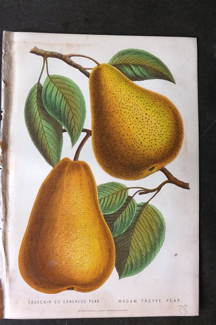 Anderson, James 1874 Fruit Print. Souvenir du Congress & Madam Treyve Pear: Woodblock Published 1874, London for "The New Practical Gardener, and Modern Horticulturist" by James Anderson. Printed in colours and finished by hand. Paper Size: 9.5 x 6.5 inch (24 x 16.5cm) Very m