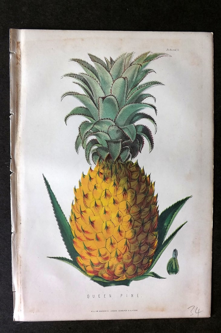 Anderson, James 1874 Fruit Print. Queen Pine. Pineapple: Woodblock Published 1874, London for "The New Practical Gardener, and Modern Horticulturist" by James Anderson. Printed in colours and finished by hand. Paper Size: 9.5 x 6.5 inch (24 x 16.5cm) Very m