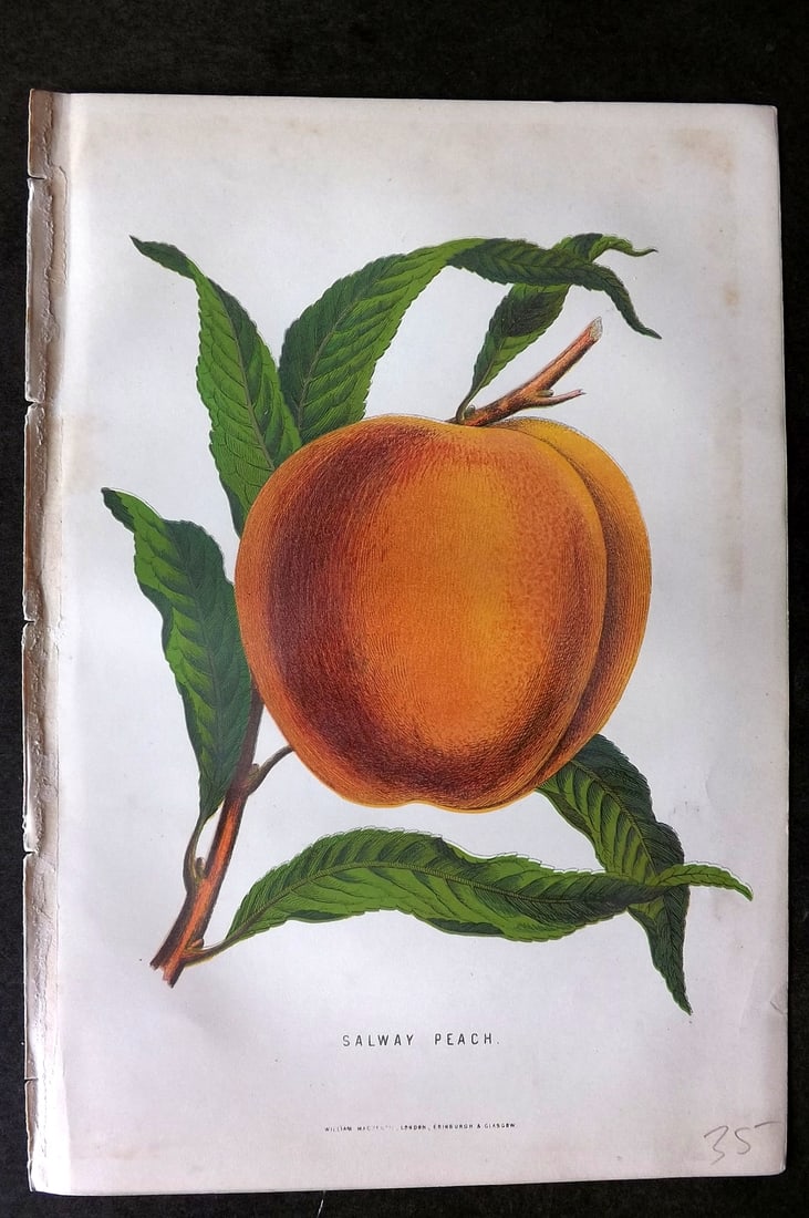 Anderson, James 1874 Fruit Print. Salway Peach (1 of 1)