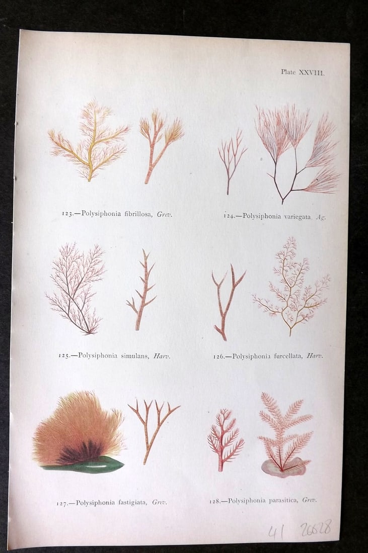Gatty, Mrs Alfred 1872 Seaweed Print. Polysiphonia 28 (1 of 1)