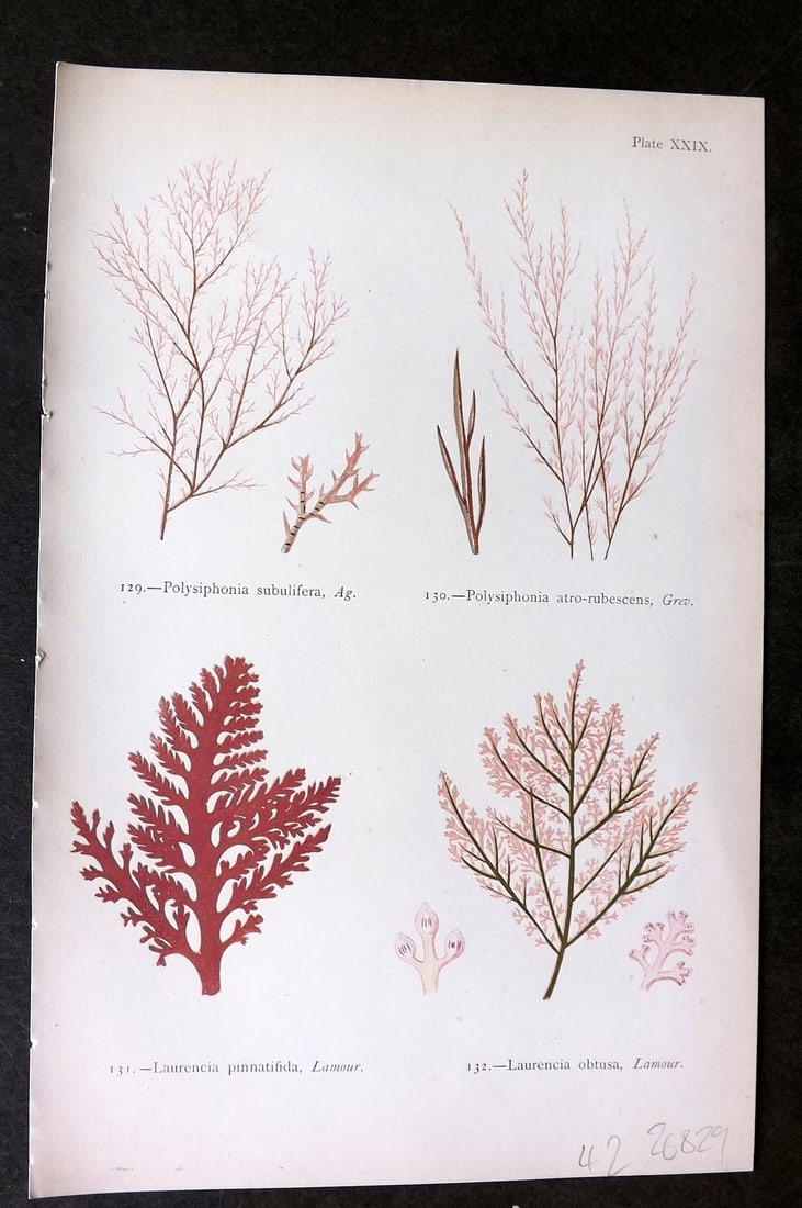 Gatty, Mrs Alfred 1872 Seaweed Print. Polysiphonia, Laurencia 29 (1 of 1)