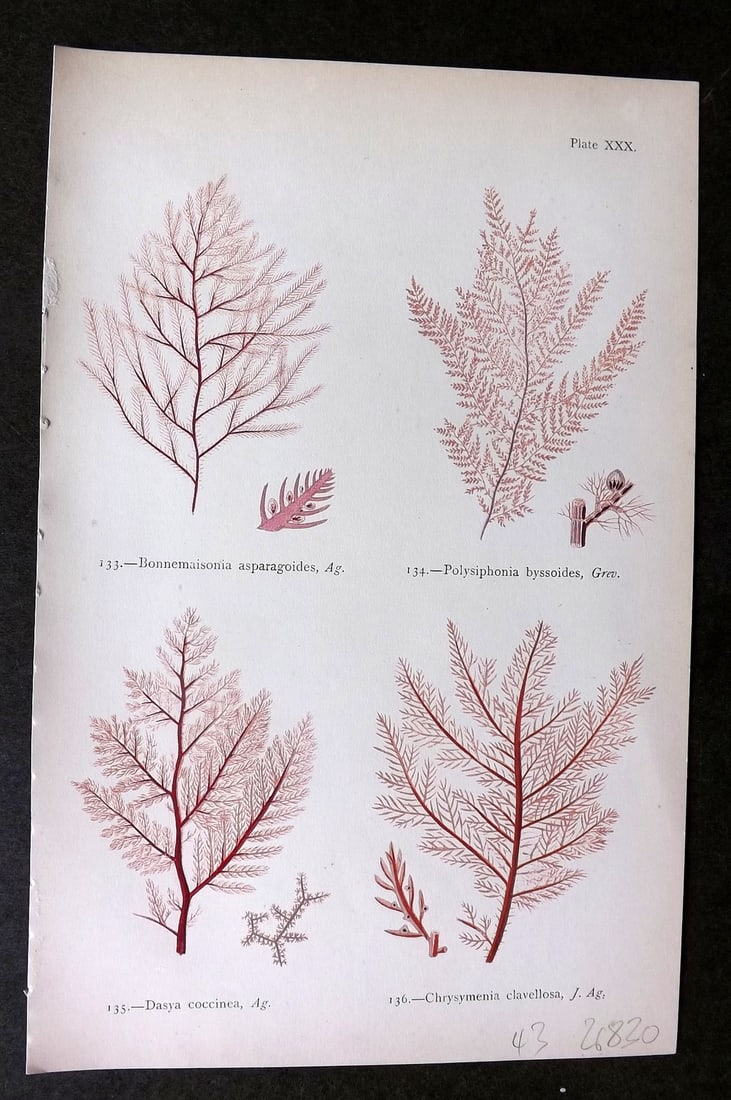 Gatty, Mrs Alfred 1872 Seaweed Print. Bonnemaisonia, Polysiphonia, Dasya, Chrysymenia 30 (1 of 1)